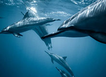 乐鱼体育：开启你的极致运动体验之旅